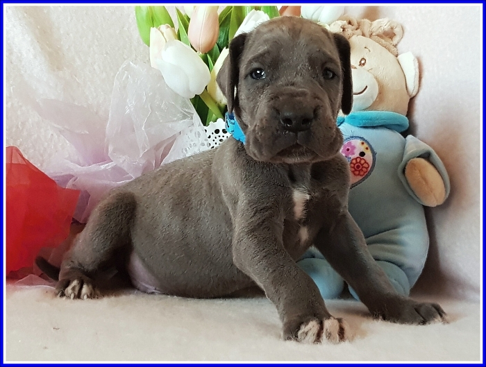 Litter Q - 3 weeks